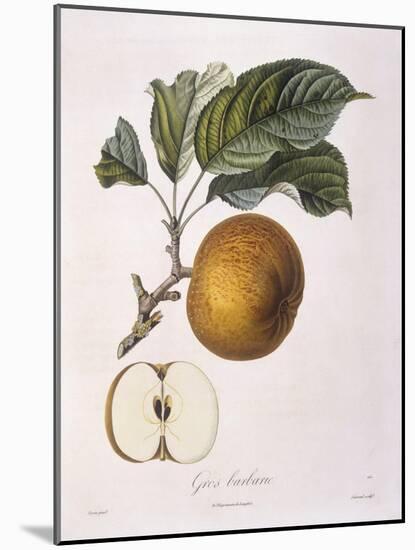 Apple Gros Barbarie Henry Louis Duhamel Du Monceau, Botanical Plate by Pierre Jean Francois Turpin-null-Mounted Giclee Print