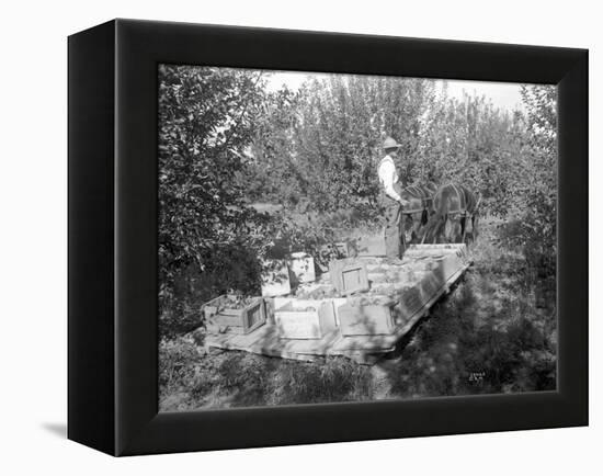 Apple Harvest, Yakima Valley, 1915-Ashael Curtis-Framed Premier Image Canvas