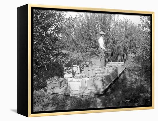 Apple Harvest, Yakima Valley, 1915-Ashael Curtis-Framed Premier Image Canvas