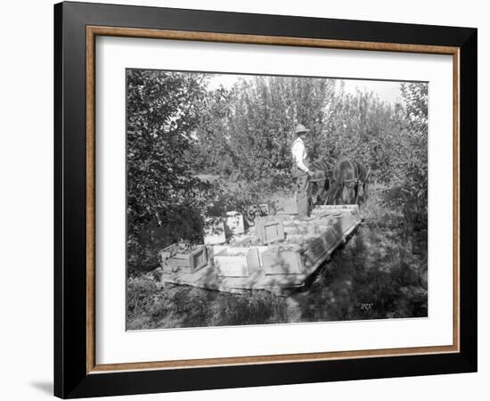 Apple Harvest, Yakima Valley, 1915-Ashael Curtis-Framed Giclee Print