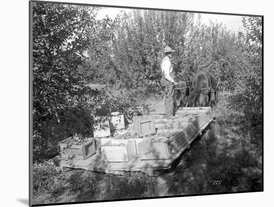 Apple Harvest, Yakima Valley, 1915-Ashael Curtis-Mounted Giclee Print