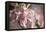 Apple, Malus Domestica, Blossoms, Close Up-David & Micha Sheldon-Framed Premier Image Canvas