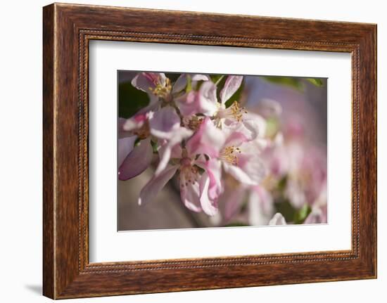 Apple, Malus Domestica, Blossoms, Close Up-David & Micha Sheldon-Framed Photographic Print