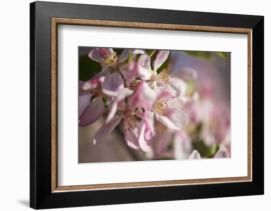 Apple, Malus Domestica, Blossoms, Close Up-David & Micha Sheldon-Framed Photographic Print