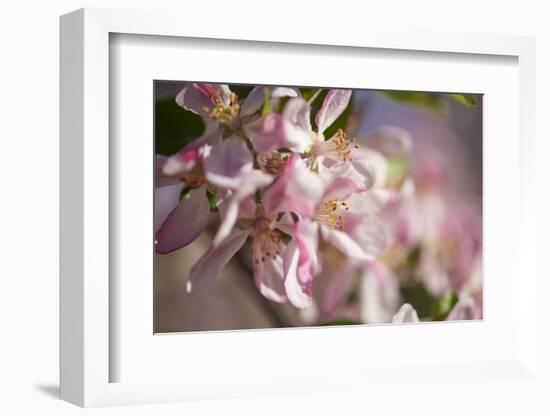 Apple, Malus Domestica, Blossoms, Close Up-David & Micha Sheldon-Framed Photographic Print