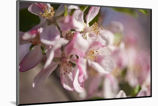 Apple, Malus Domestica, Blossoms, Close Up-David & Micha Sheldon-Mounted Photographic Print