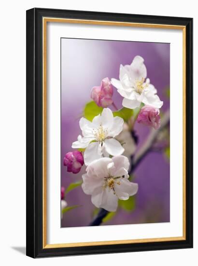 Apple (Malus Domestica)-Maria Mosolova-Framed Premium Photographic Print