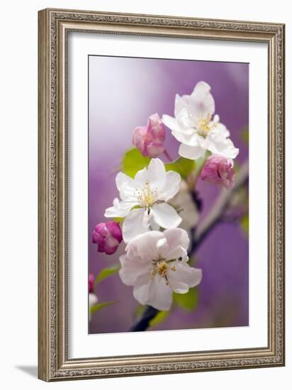 Apple (Malus Domestica)-Maria Mosolova-Framed Photographic Print