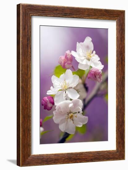 Apple (Malus Domestica)-Maria Mosolova-Framed Photographic Print