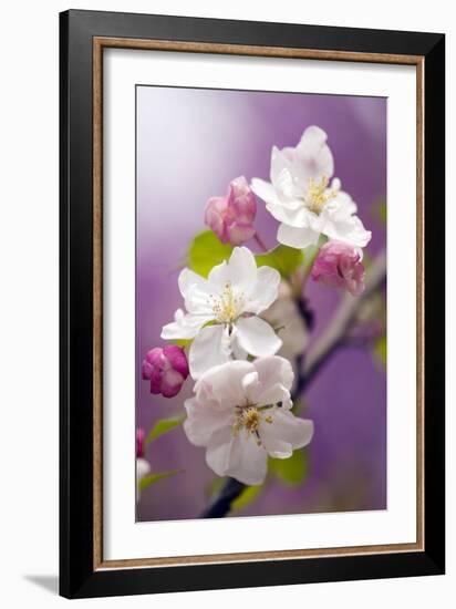 Apple (Malus Domestica)-Maria Mosolova-Framed Photographic Print