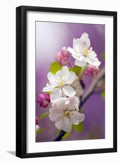 Apple (Malus Domestica)-Maria Mosolova-Framed Photographic Print