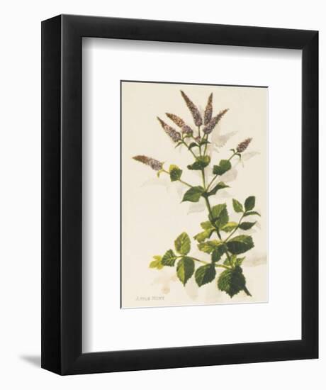 Apple Mint-John Miller-Framed Premium Giclee Print