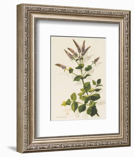 Apple Mint-John Miller-Framed Premium Giclee Print