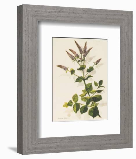 Apple Mint-John Miller-Framed Premium Giclee Print