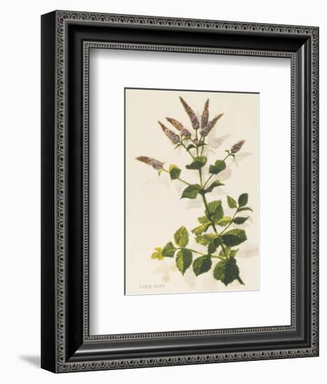 Apple Mint-John Miller-Framed Premium Giclee Print