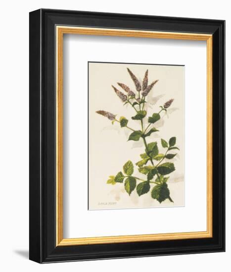 Apple Mint-John Miller-Framed Premium Giclee Print