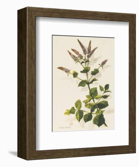 Apple Mint-John Miller-Framed Premium Giclee Print