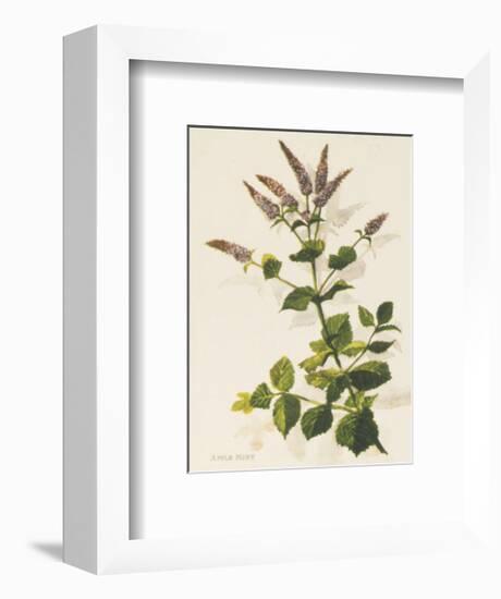 Apple Mint-John Miller-Framed Premium Giclee Print