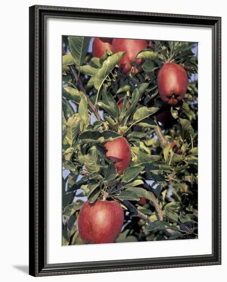 Apple Orchard, Eastern Washington, USA-Merrill Images-Framed Photographic Print