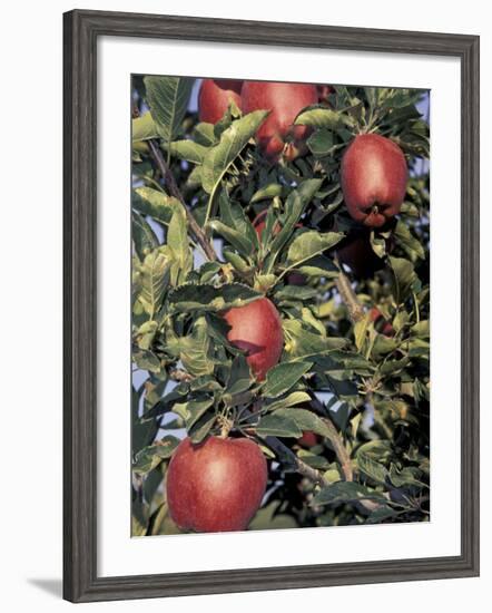 Apple Orchard, Eastern Washington, USA-Merrill Images-Framed Photographic Print