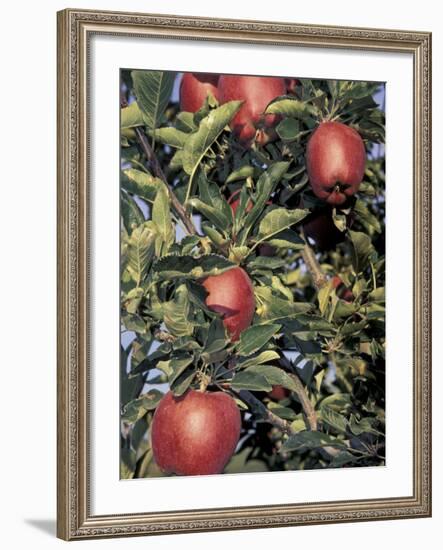 Apple Orchard, Eastern Washington, USA-Merrill Images-Framed Photographic Print