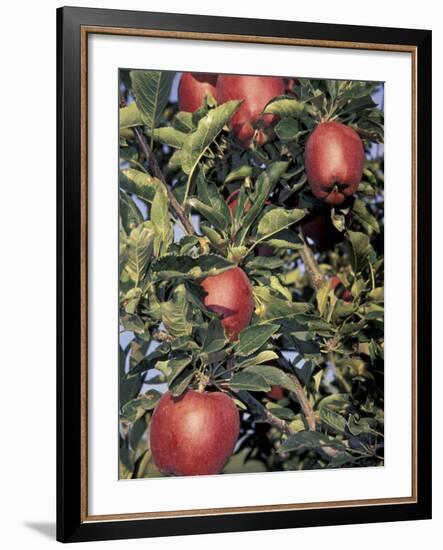 Apple Orchard, Eastern Washington, USA-Merrill Images-Framed Photographic Print