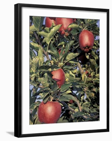 Apple Orchard, Eastern Washington, USA-Merrill Images-Framed Photographic Print