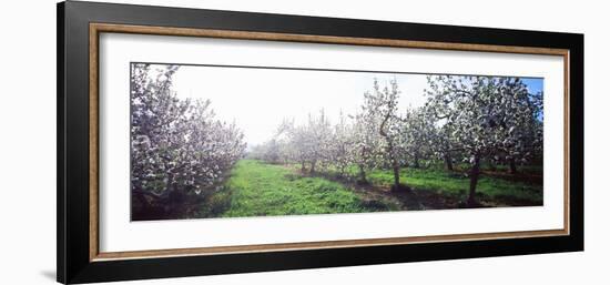 Apple Orchard, Hudson Valley, New York State, USA-null-Framed Photographic Print