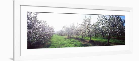 Apple Orchard, Hudson Valley, New York State, USA-null-Framed Photographic Print