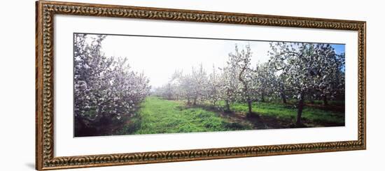 Apple Orchard, Hudson Valley, New York State, USA-null-Framed Photographic Print