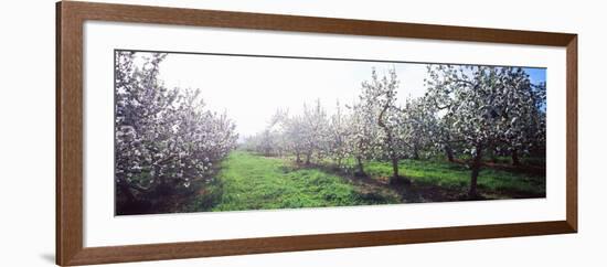 Apple Orchard, Hudson Valley, New York State, USA-null-Framed Photographic Print