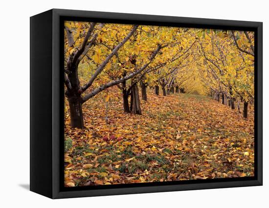 Apple Orchard in Autumn, Oroville, Washington, USA-Jamie & Judy Wild-Framed Premier Image Canvas