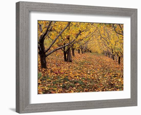 Apple Orchard in Autumn, Oroville, Washington, USA-Jamie & Judy Wild-Framed Photographic Print