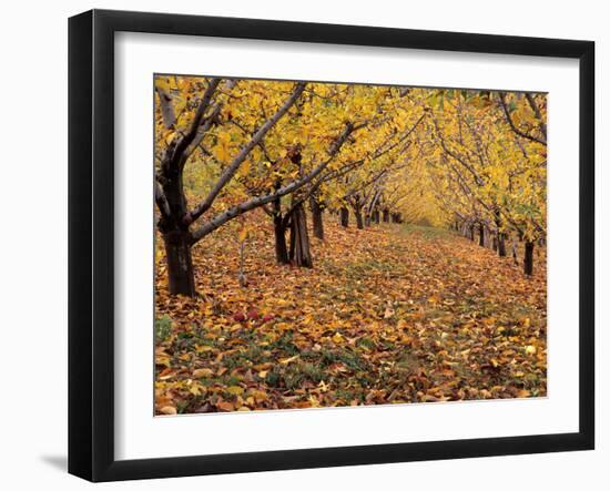 Apple Orchard in Autumn, Oroville, Washington, USA-Jamie & Judy Wild-Framed Photographic Print