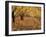 Apple Orchard in Autumn, Oroville, Washington, USA-Jamie & Judy Wild-Framed Photographic Print