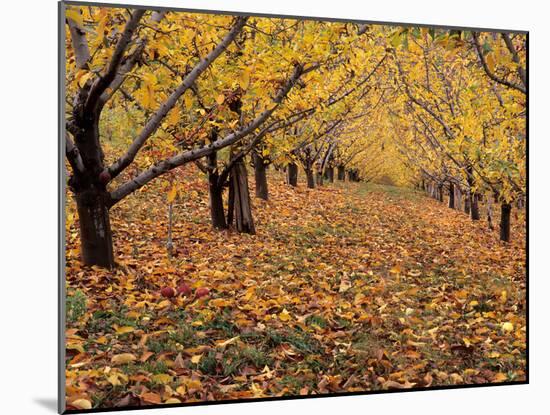 Apple Orchard in Autumn, Oroville, Washington, USA-Jamie & Judy Wild-Mounted Photographic Print