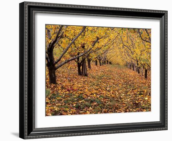 Apple Orchard in Autumn, Oroville, Washington, USA-Jamie & Judy Wild-Framed Photographic Print