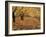 Apple Orchard in Autumn, Oroville, Washington, USA-Jamie & Judy Wild-Framed Photographic Print