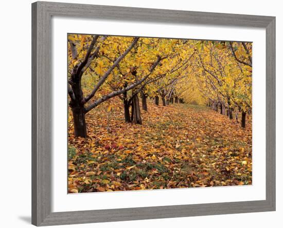 Apple Orchard in Autumn, Oroville, Washington, USA-Jamie & Judy Wild-Framed Photographic Print