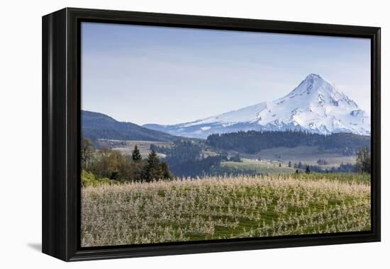 Apple Orchard in Blood with Mount Hood in the Background, Oregon, USA-Chuck Haney-Framed Premier Image Canvas