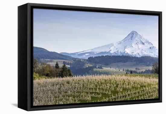 Apple Orchard in Blood with Mount Hood in the Background, Oregon, USA-Chuck Haney-Framed Premier Image Canvas