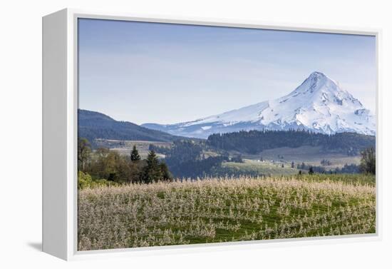 Apple Orchard in Blood with Mount Hood in the Background, Oregon, USA-Chuck Haney-Framed Premier Image Canvas