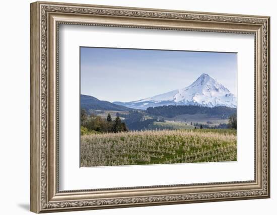 Apple Orchard in Blood with Mount Hood in the Background, Oregon, USA-Chuck Haney-Framed Photographic Print