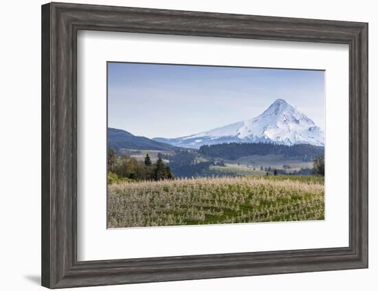 Apple Orchard in Blood with Mount Hood in the Background, Oregon, USA-Chuck Haney-Framed Photographic Print