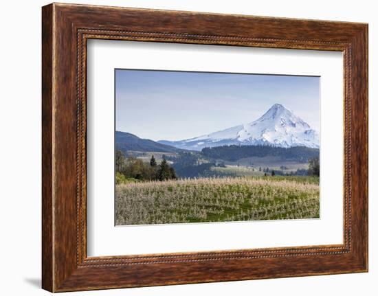 Apple Orchard in Blood with Mount Hood in the Background, Oregon, USA-Chuck Haney-Framed Photographic Print