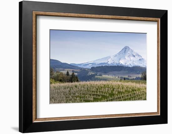 Apple Orchard in Blood with Mount Hood in the Background, Oregon, USA-Chuck Haney-Framed Photographic Print