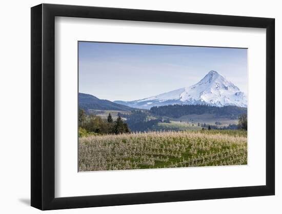 Apple Orchard in Blood with Mount Hood in the Background, Oregon, USA-Chuck Haney-Framed Photographic Print