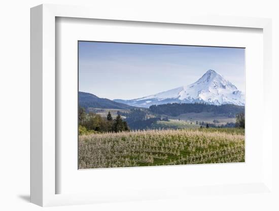 Apple Orchard in Blood with Mount Hood in the Background, Oregon, USA-Chuck Haney-Framed Photographic Print