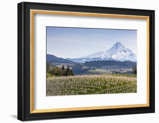 Apple Orchard in Blood with Mount Hood in the Background, Oregon, USA-Chuck Haney-Framed Photographic Print