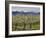Apple Orchard in Bloom, Dryden, Chelan County, Washington, Usa-Jamie & Judy Wild-Framed Photographic Print